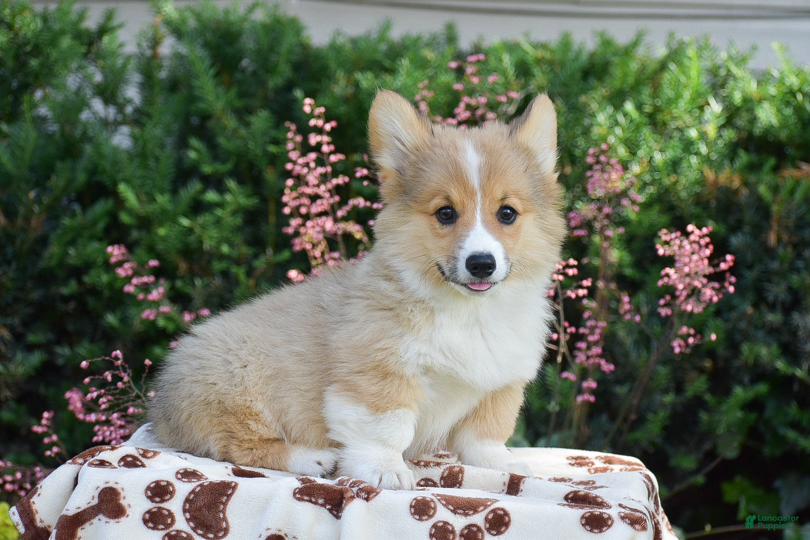 Welsh Corgi Pembroke dogs for sale: Finnegan - Ad 4