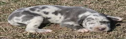 Great Dane dogs for sale: Scout - Ad 5