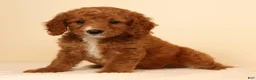 Mini Goldendoodle dogs for sale: Mia - Ad 7
