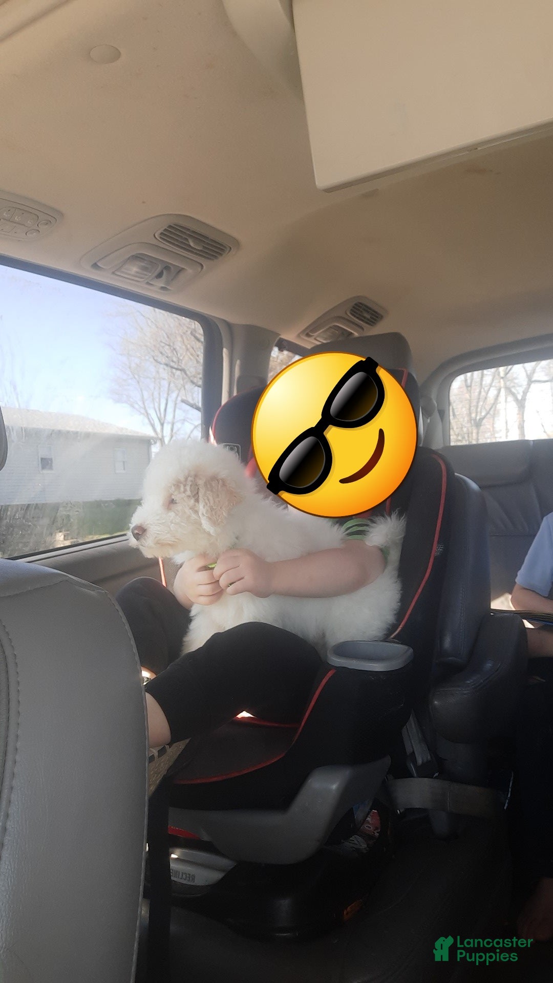 Miniature Poodle dogs Lennon ☆BLIND☆ - Ad 1