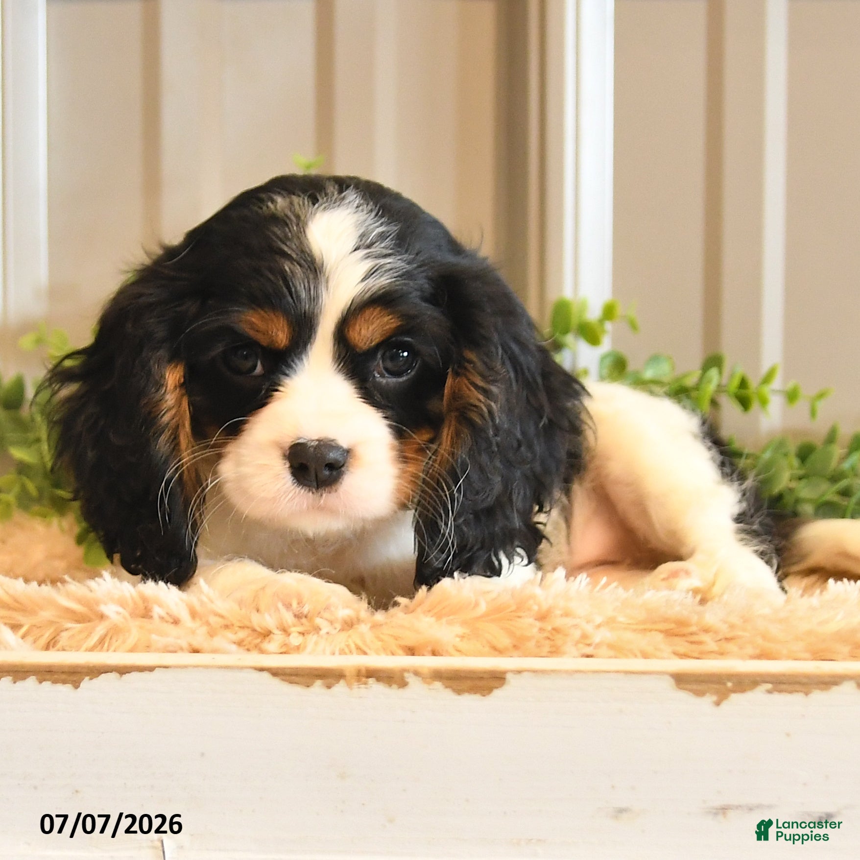 Cavalier King Charles Spaniel dogs Kim  - Ad 1
