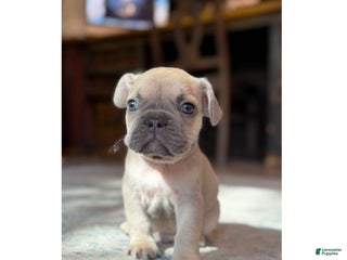 French Bulldog dogs - Ad 5