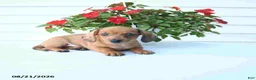 Miniature Dachshund dogs for sale: Bud - Ad 3