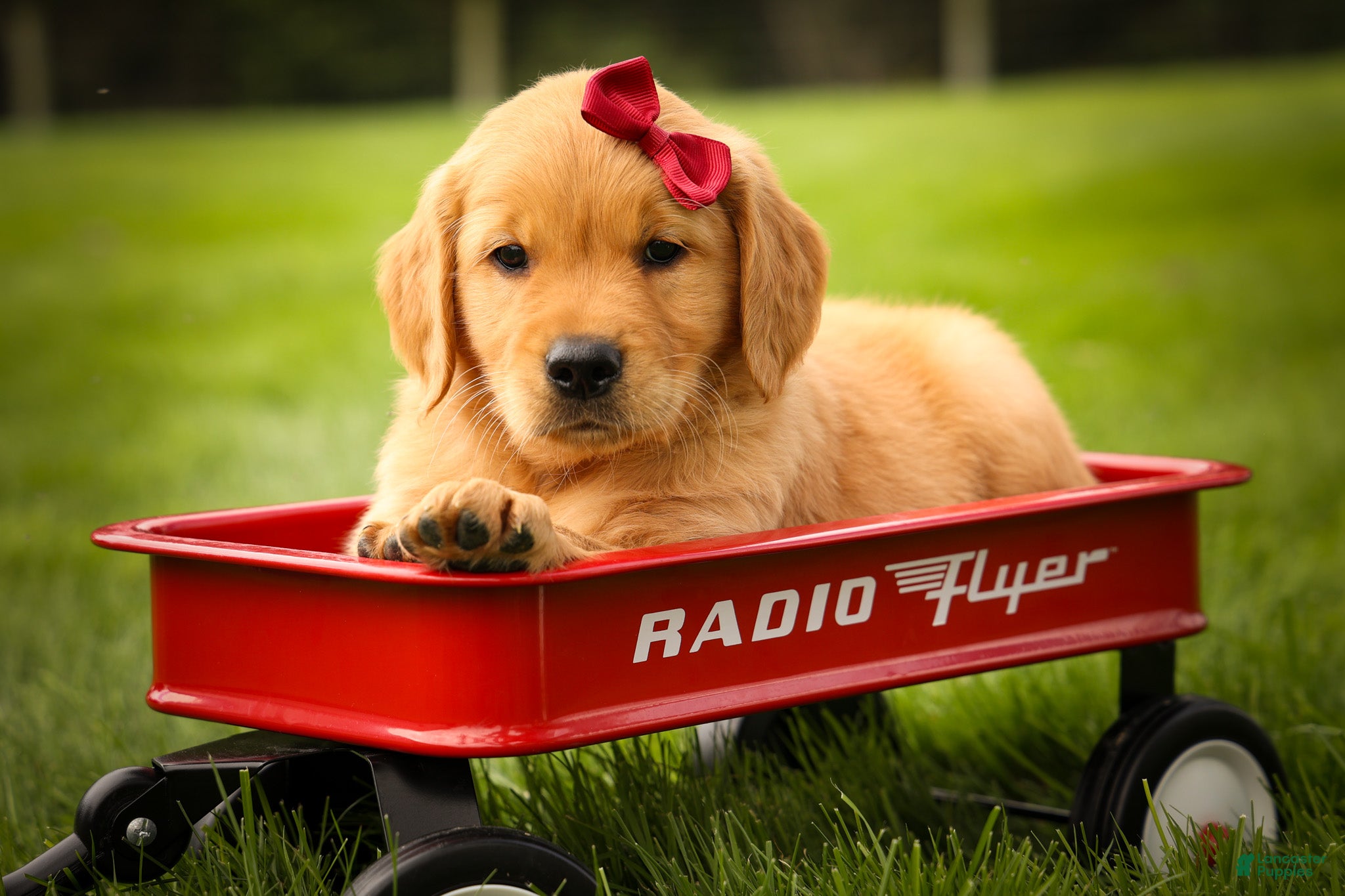 Golden Retriever dogs Rocco✨ - Ad 1