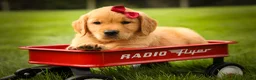 Golden Retriever dogs for sale: Rocco✨ - Ad 1