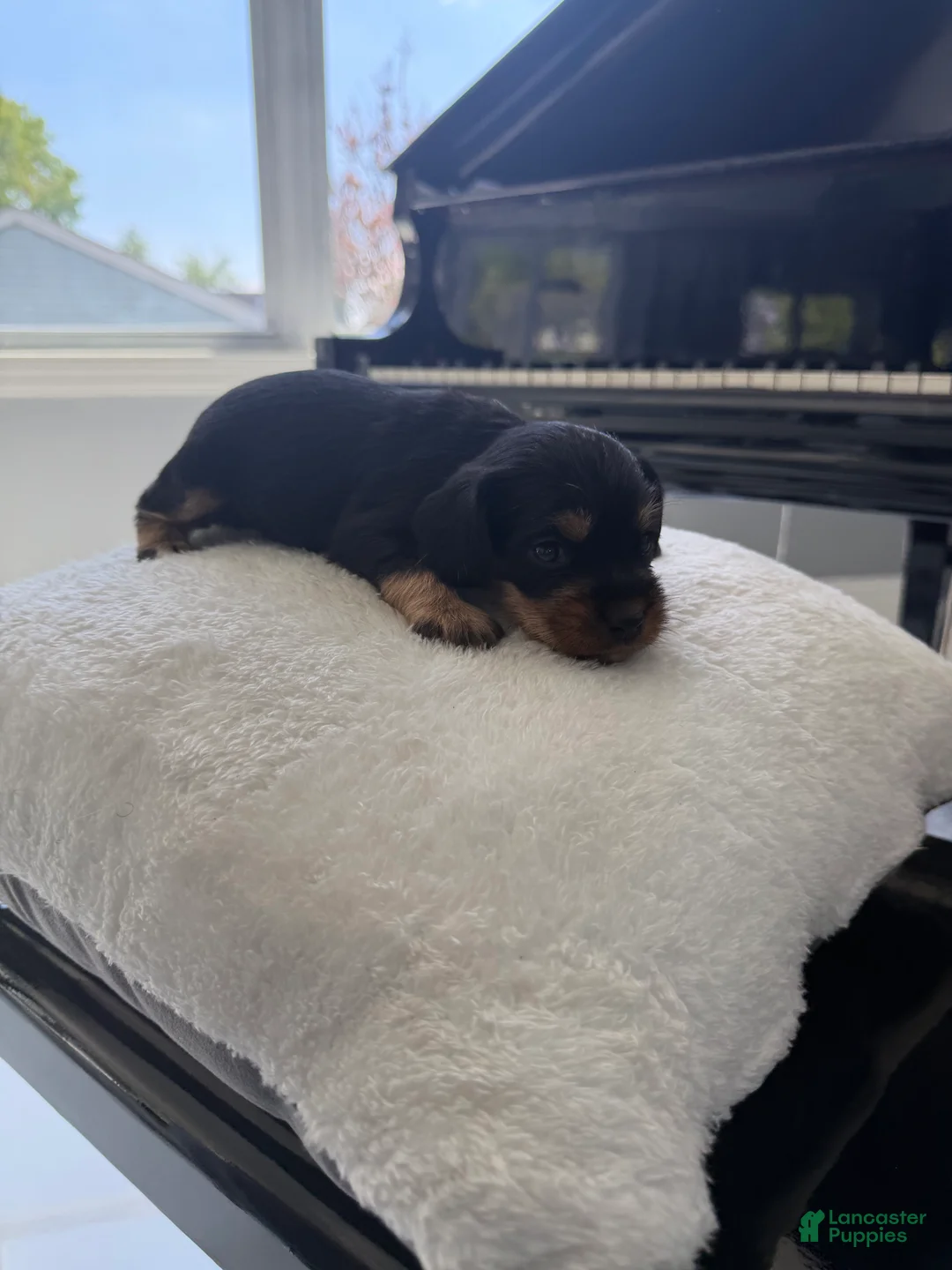 Cockapoo dogs for sale: Wisdom - Ad 2