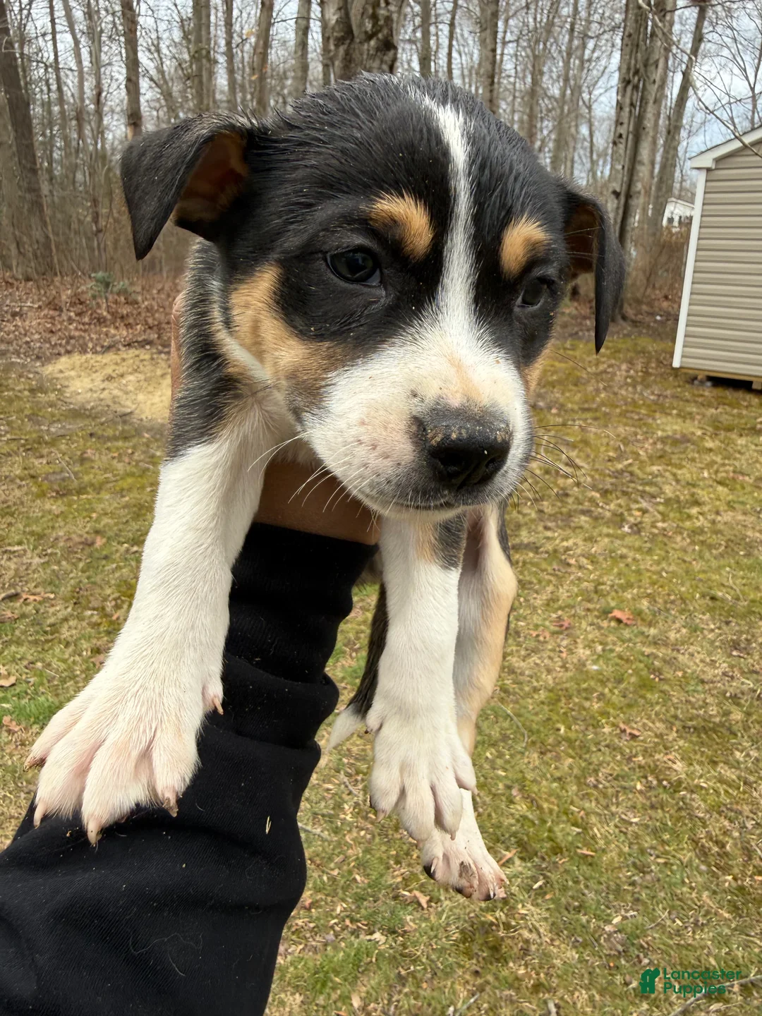 American Pit Bull Terrier dogs for sale: American Pit Bull Terrier Puppy 6 - Ad 1