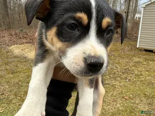 American Pit Bull Terrier dogs American Pit Bull Terrier Puppy 6 - Ad 5