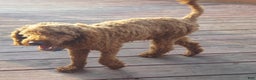 Mini Goldendoodle dogs for sale: Norman - Ad 7
