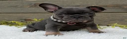French Bulldog dogs for sale: Daisy  - Ad 4