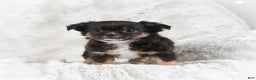 Chihuahua dogs for sale: Sally - Ad 8