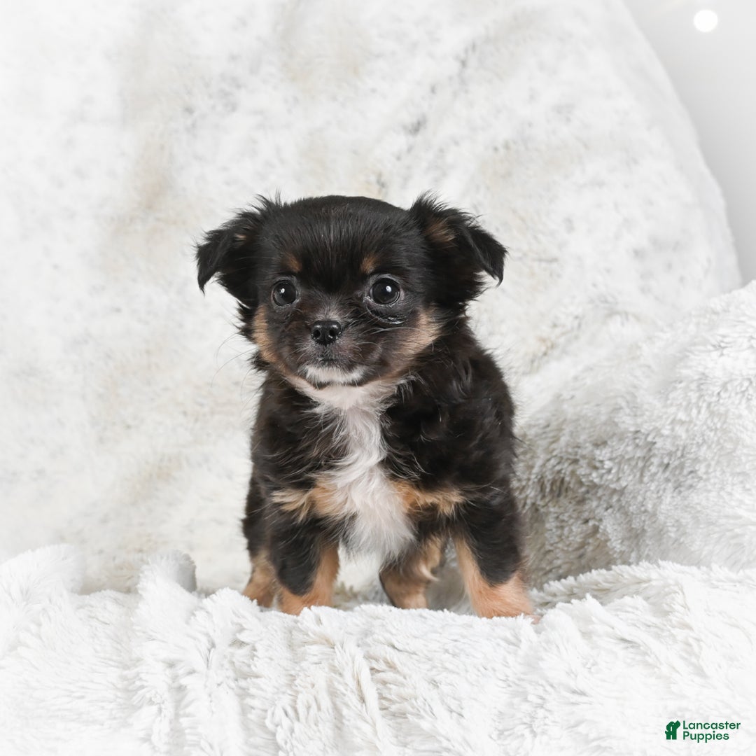 Chihuahua dogs for sale: Sally - Ad 8