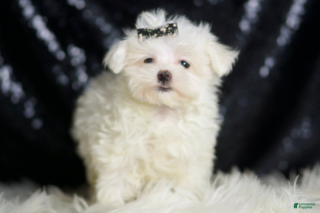 Maltese dogs for sale: Gwen - Ad 5