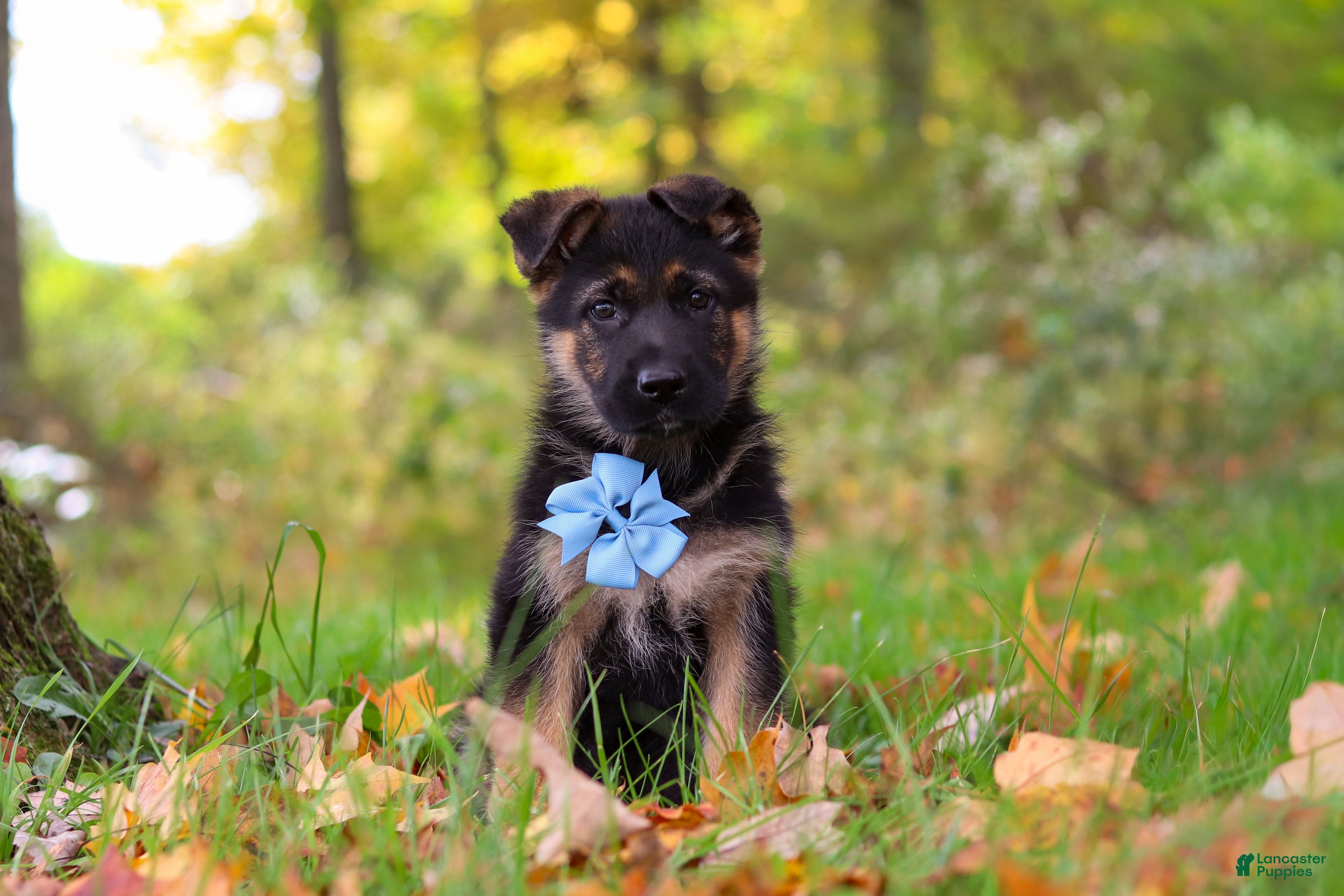 German Shepherd dogs Richard - Ad 2