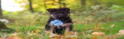 German Shepherd dogs for sale: Richard - Ad 2