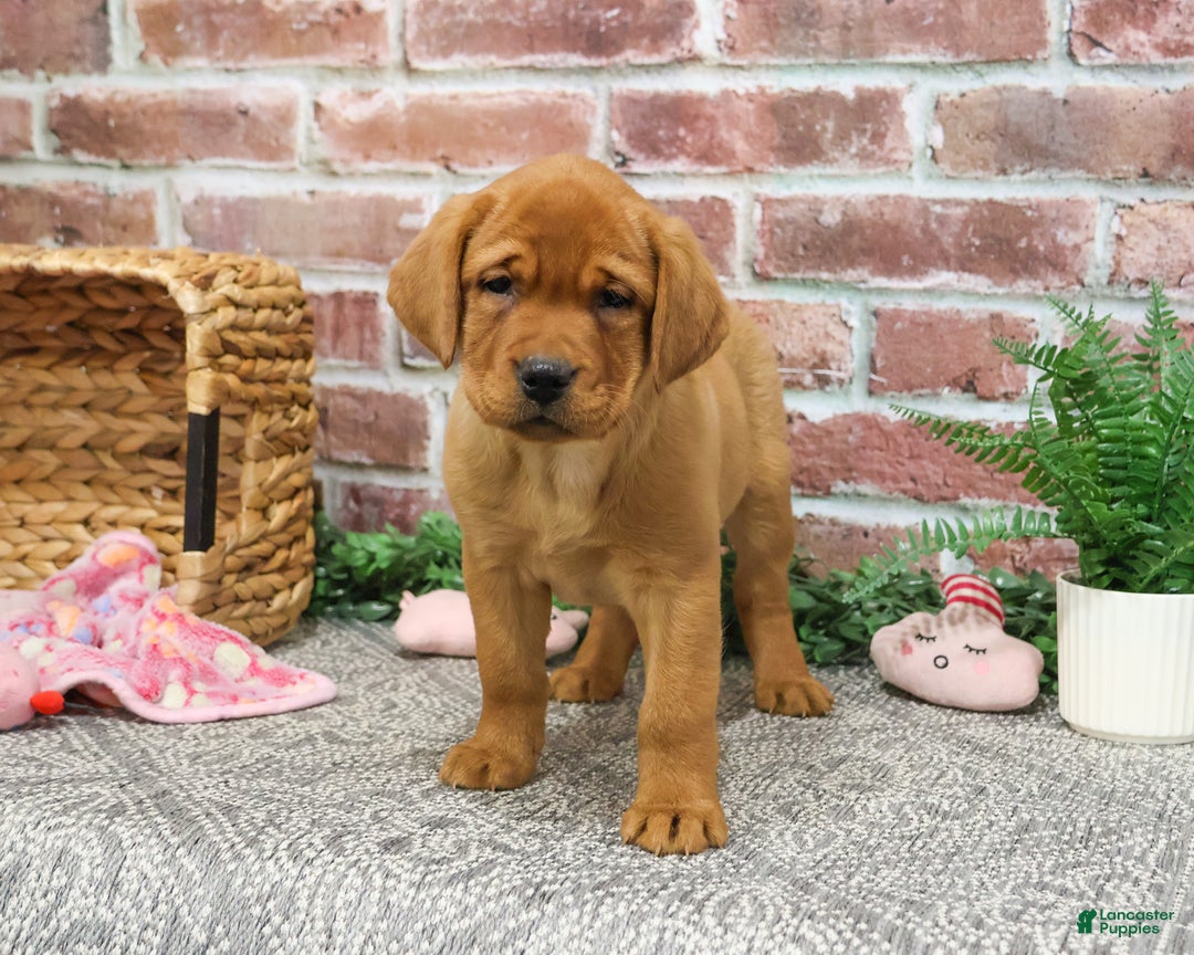 Labrador Retriever dogs for sale: Scarlet  - Ad 9