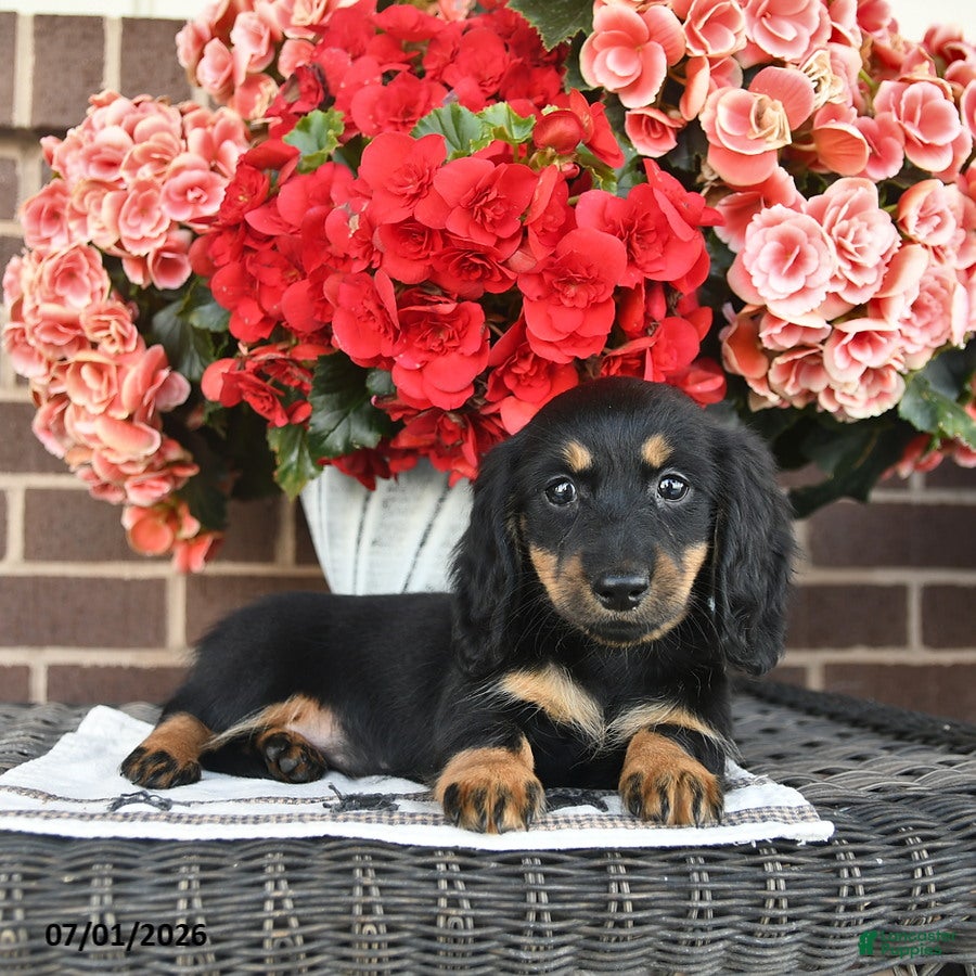 Miniature Dachshund dogs Trixie  - Ad 2