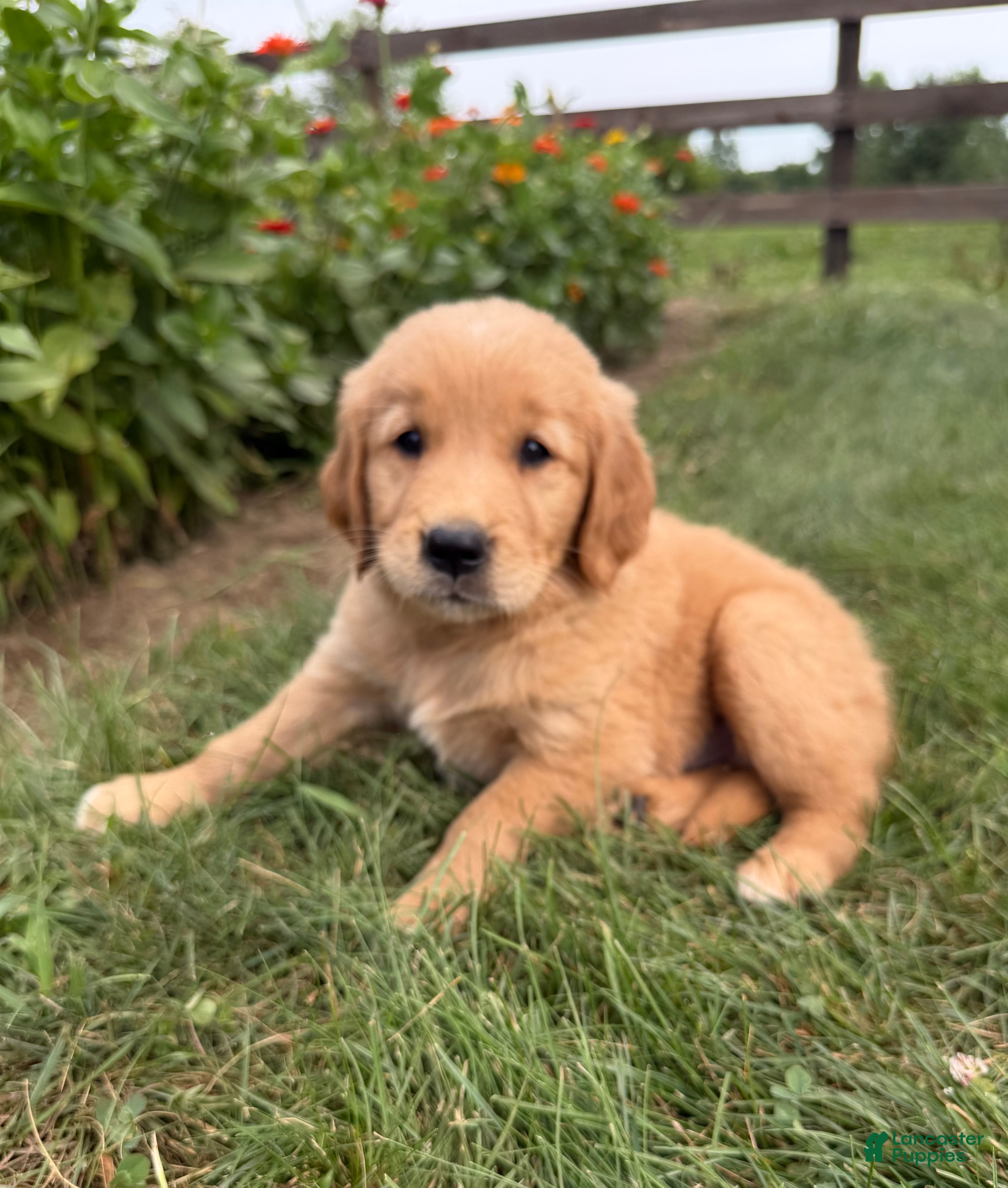 Golden Retriever dogs Bentley - Ad 1