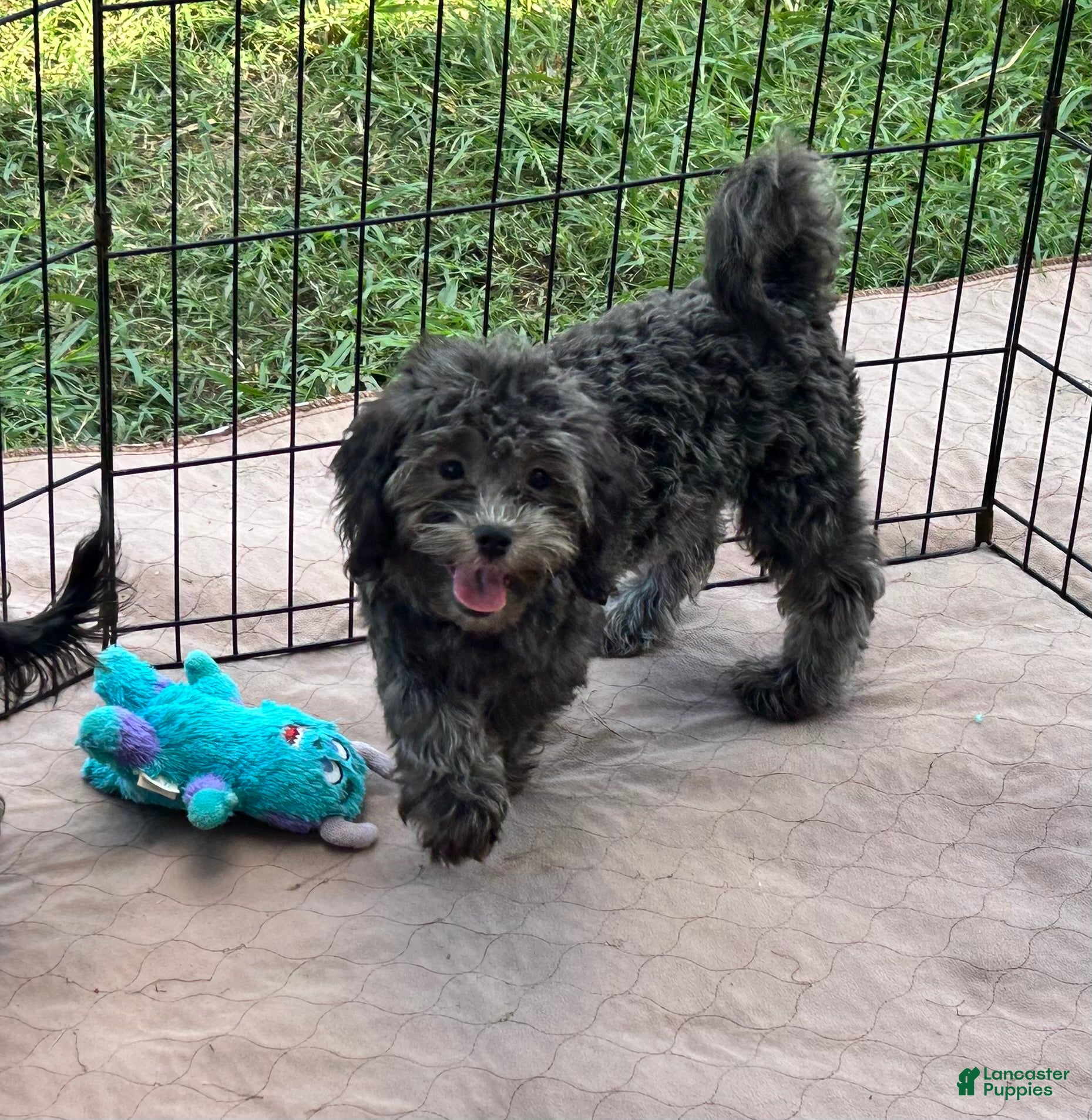 Shihpoo dogs for sale: Shihpoo 5 - Ad 9