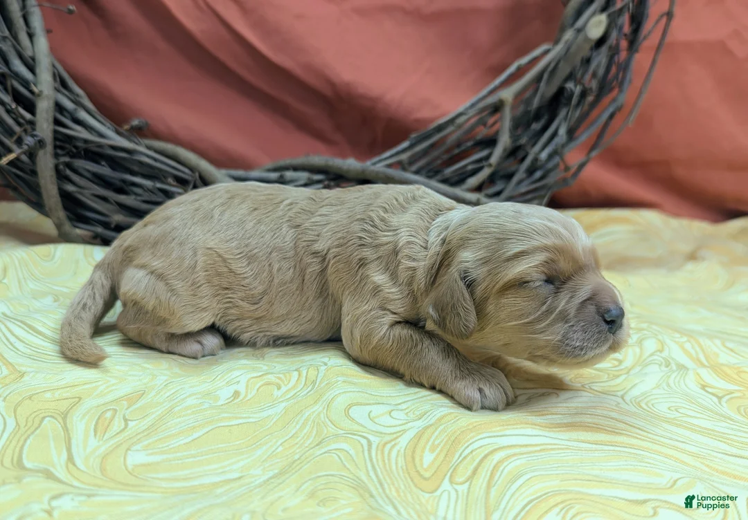 Cockapoo dogs for sale: Knotty - Ad 2