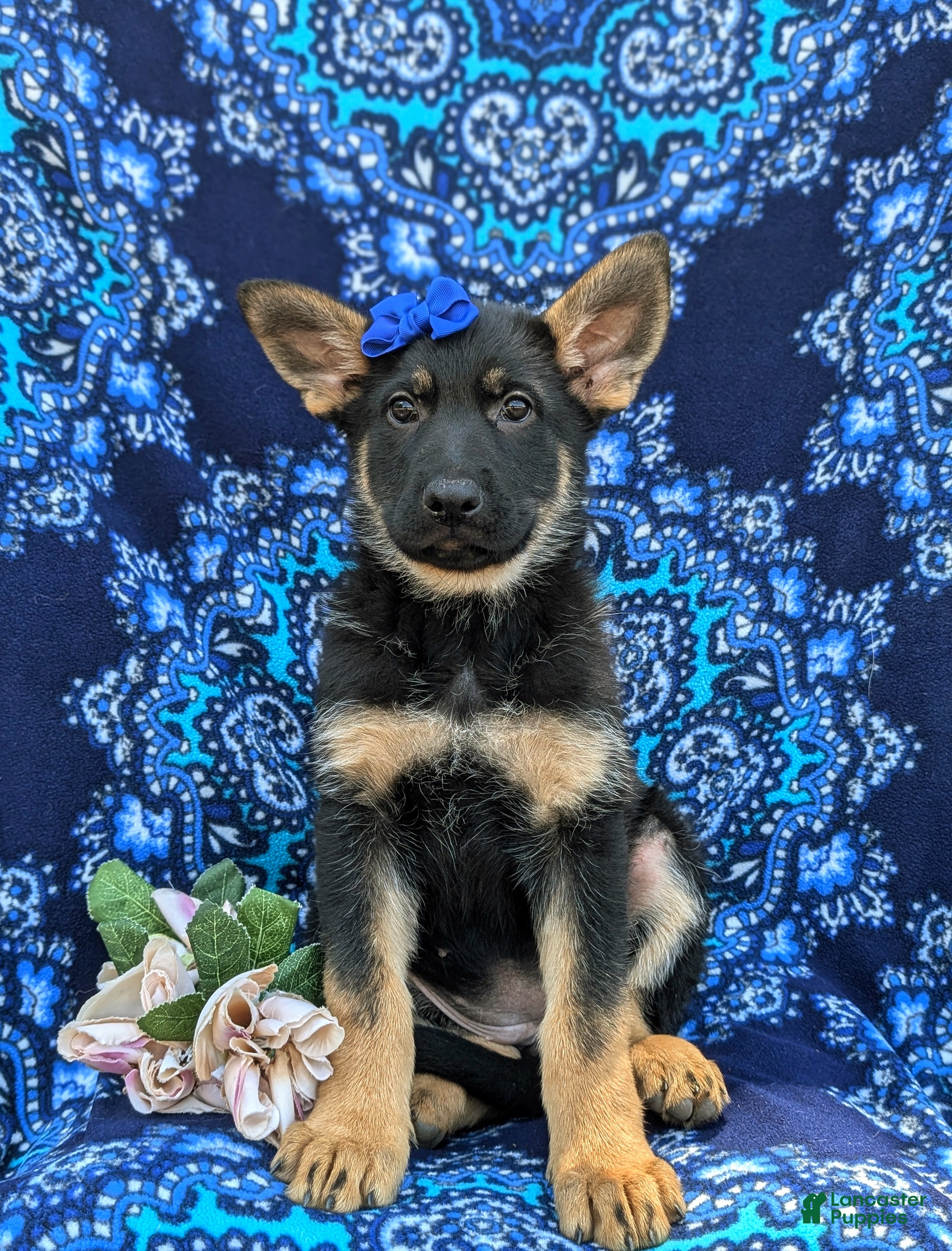 German Shepherd dogs Sage - Ad 1