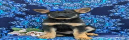 German Shepherd dogs for sale: Sage - Ad 1