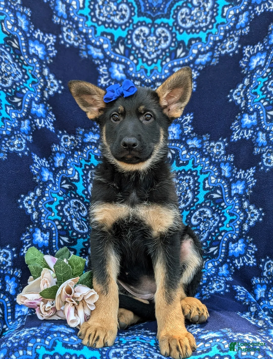 German Shepherd dogs for sale: Sage - Ad 1