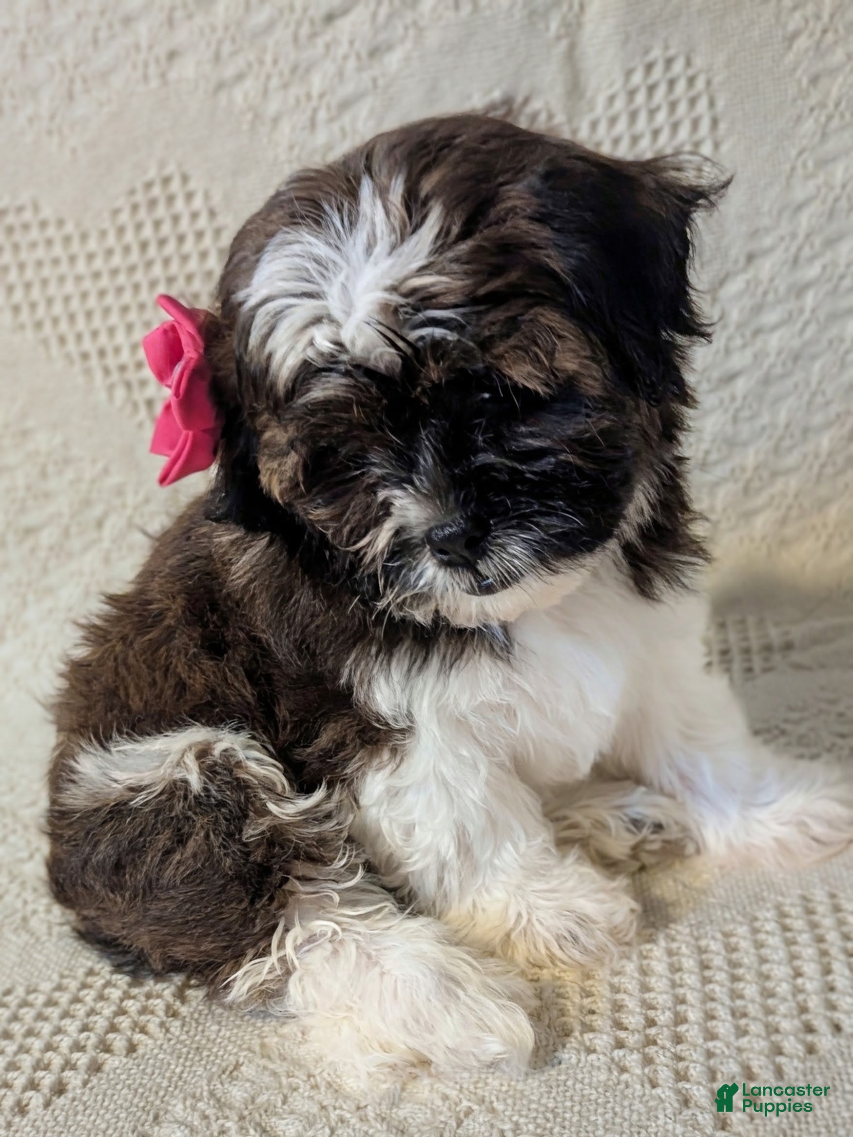 Mixed Breed dogs for sale: Xenia - Ad 2