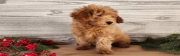 Mini Goldendoodle dogs for sale: Houston - Ad 7