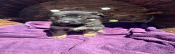 German Shepherd dogs for sale: May - Ad 16