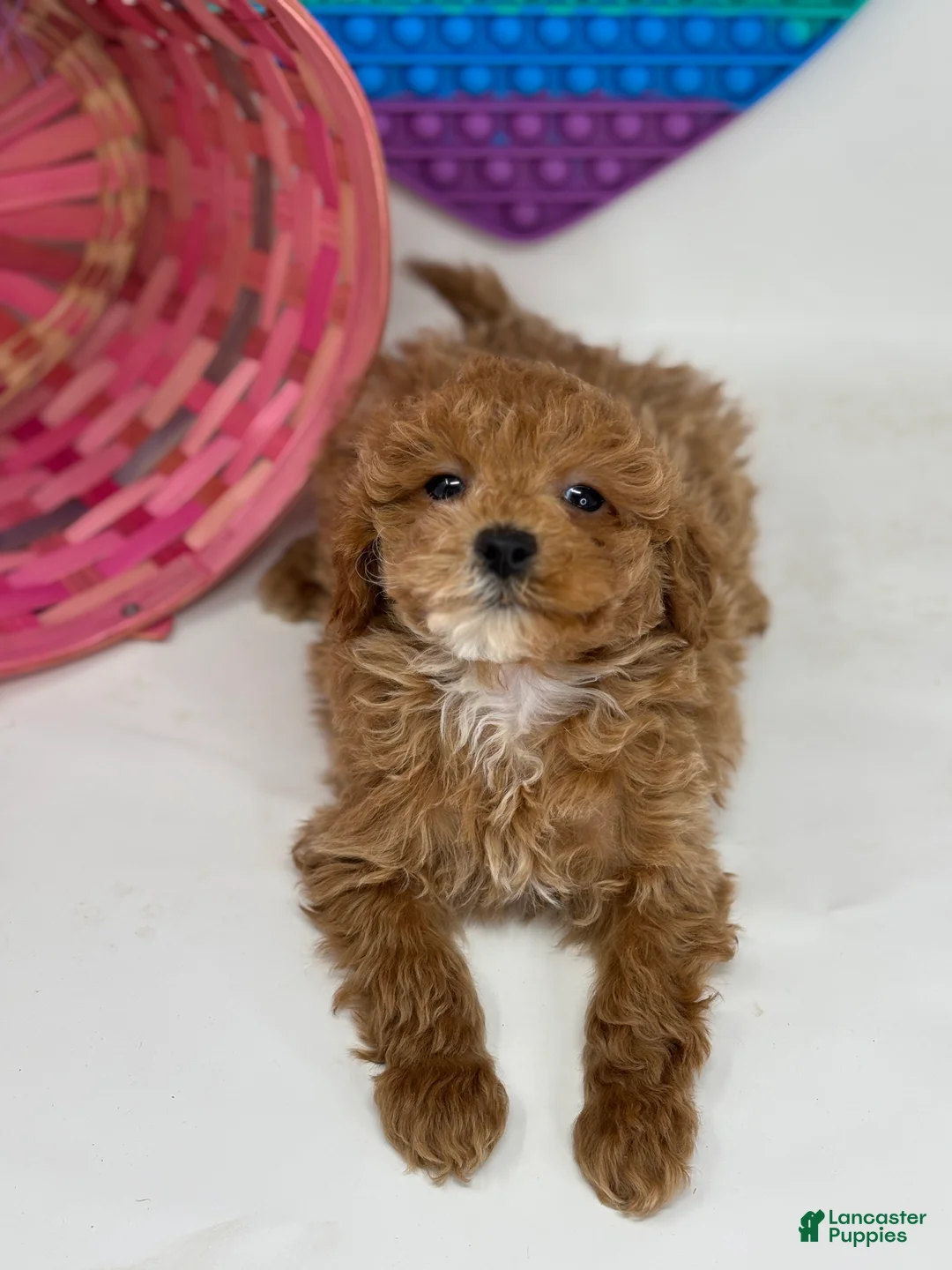Mini Goldendoodle dogs for sale: Dakota  - Ad 1