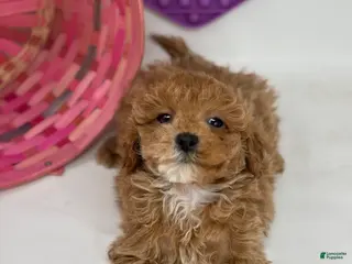 Mini Goldendoodle dogs Dakota - Ad 10