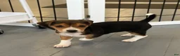Beagle dogs for sale: Beagle Puppy 7 - Ad 2