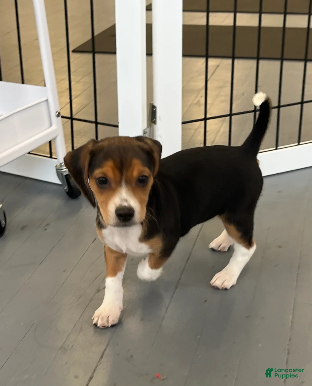 Beagle dogs for sale: Beagle Puppy 7 - Ad 2