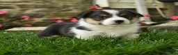 Welsh Corgi Pembroke dogs for sale: Misty - Ad 5