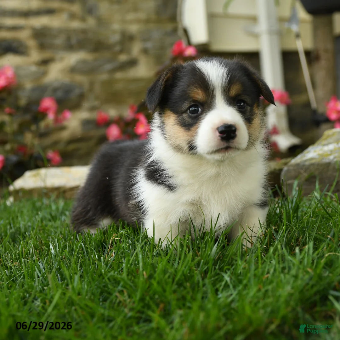 Welsh Corgi Pembroke dogs for sale: Misty - Ad 5