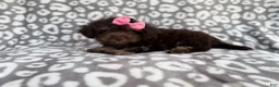 Cockapoo dogs for sale: Sloan - Ad 2