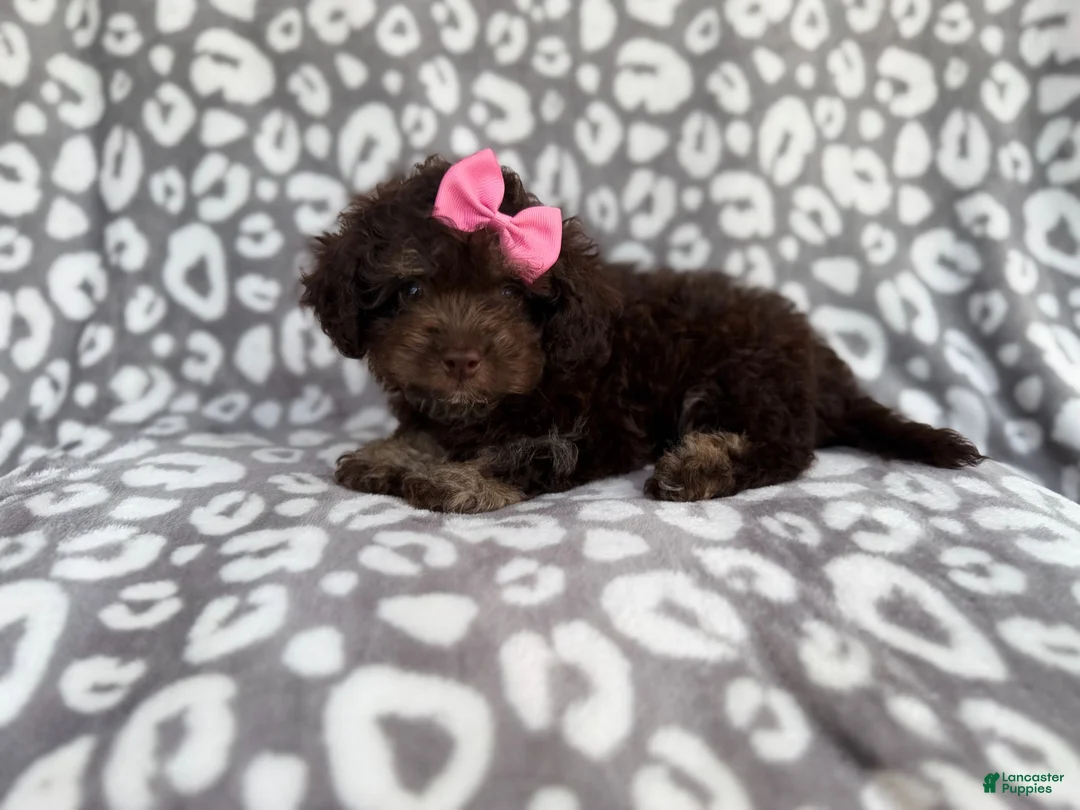 Cockapoo dogs for sale: Sloan - Ad 2