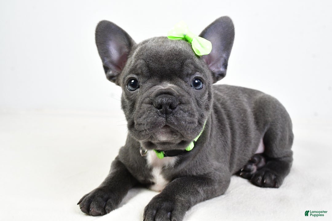 Frenchton Puppies for sale Lancaster Puppies
