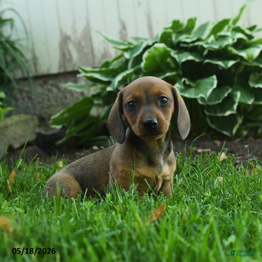 Miniature Dachshund dogs for sale: Flicker - Ad 1