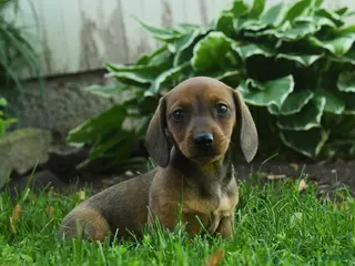 Miniature Dachshund dogs for sale: Flicker - Ad 1