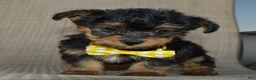 Yorkiepoo dogs for sale: Tiny Sam - Ad 13
