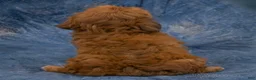 Havapoo dogs for sale: Grace - Ad 5