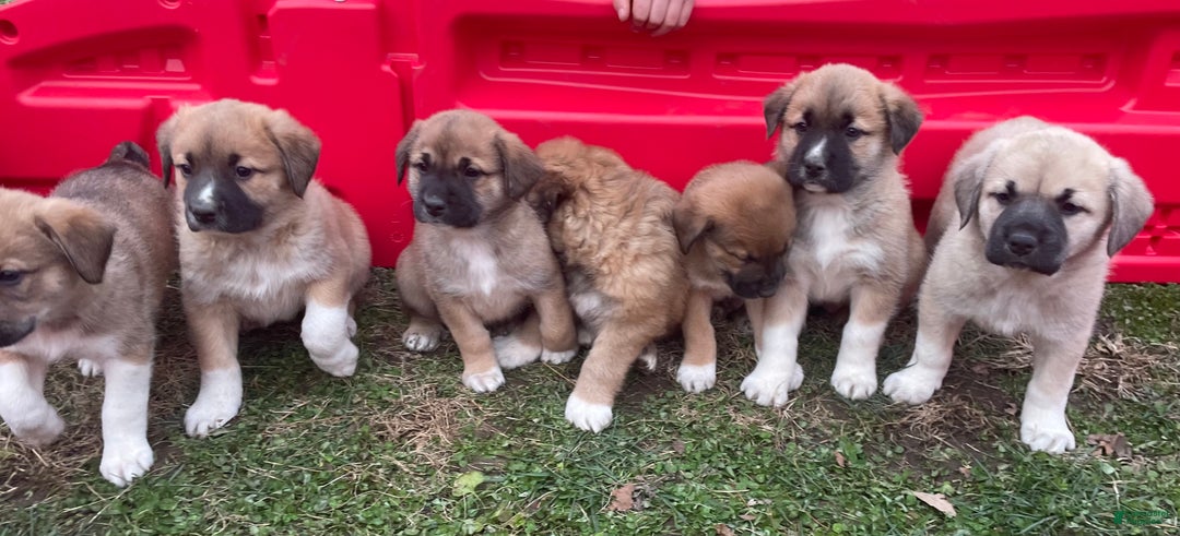 Mixed Breed dogs for sale: 💫Comet: one of Santa’s Rein-puppies  - Ad 10