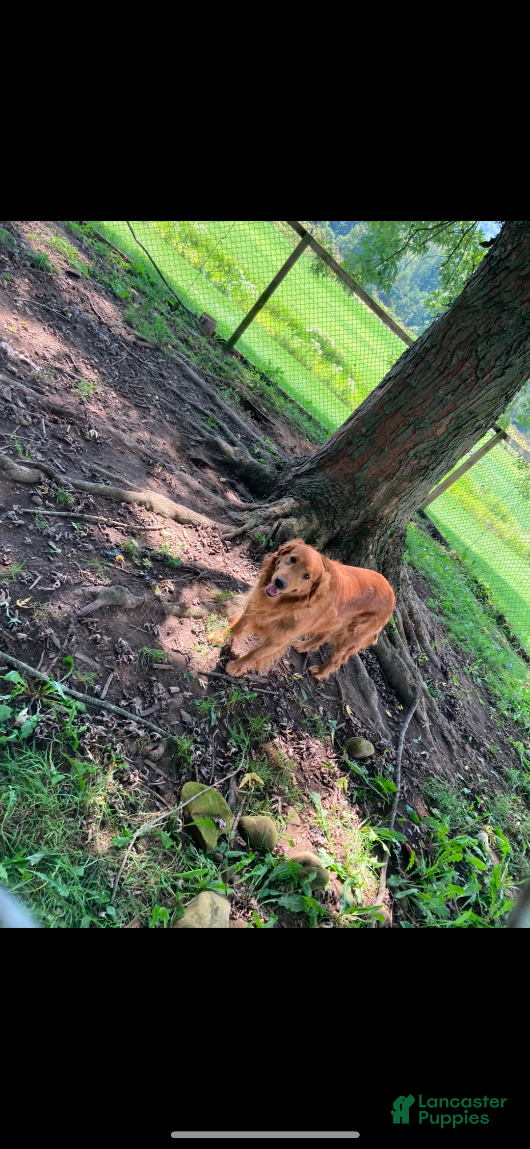 Golden Retriever dogs for sale: Purple - Ad 5