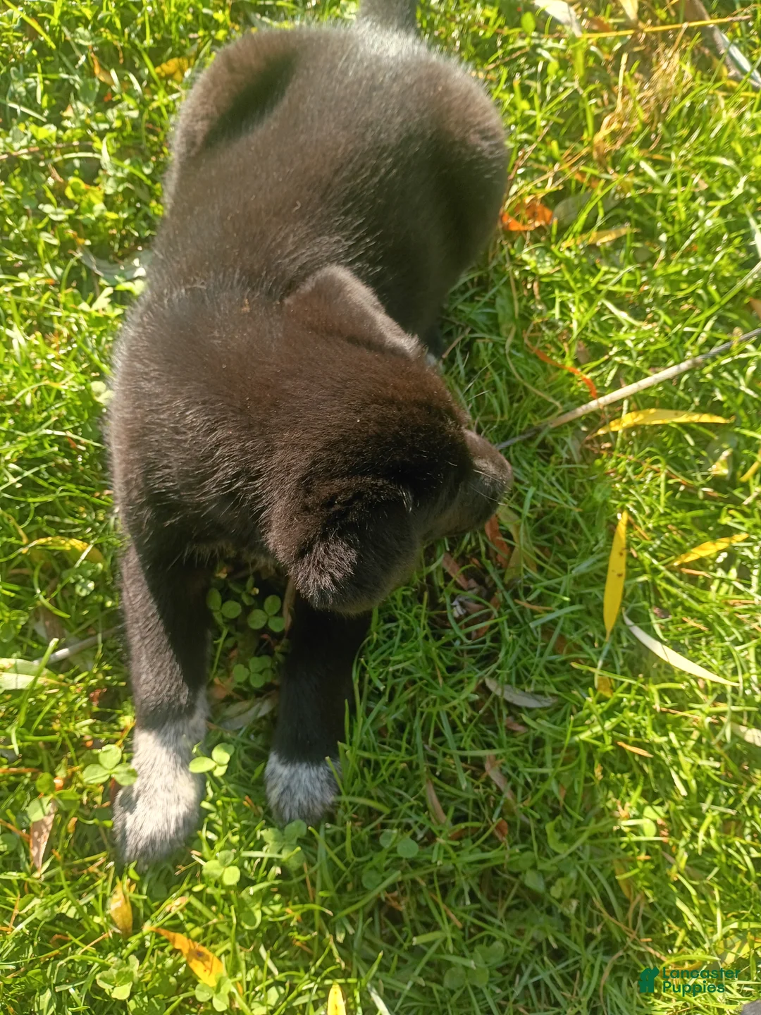 Mixed Breed dogs for sale: Mixed Breed 3 - Ad 2