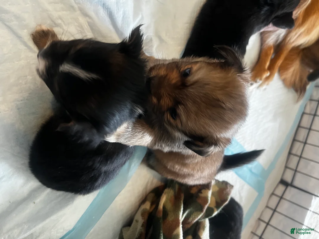 Pomeranian dogs for sale: Pomeranian Puppy 3 - Ad 1