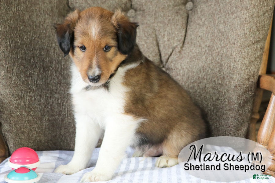 Day Shetland Sheepdog Puppies for sale Lancaster Puppies