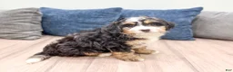 Mini Bernedoodle dogs for sale: Chloe - Ad 2