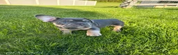 French Bulldog dogs for sale: Knuckles  - Ad 2